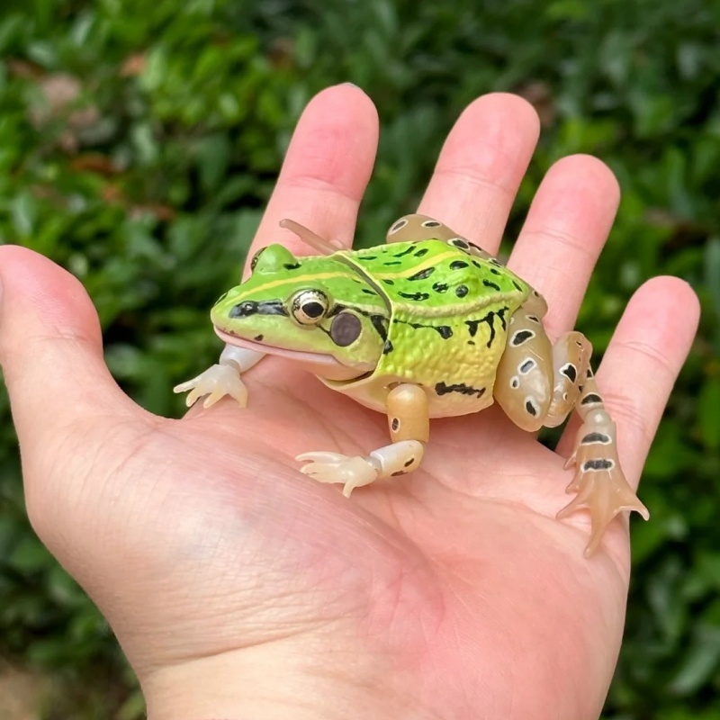 バンダイ公式リアルな黒点カエル ガシャポン - 科学自然動物 - Science Toy のレビューと価格